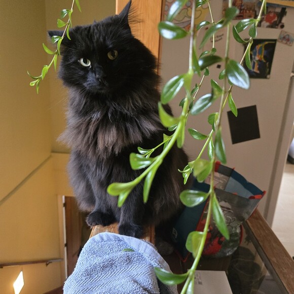 katt081013
